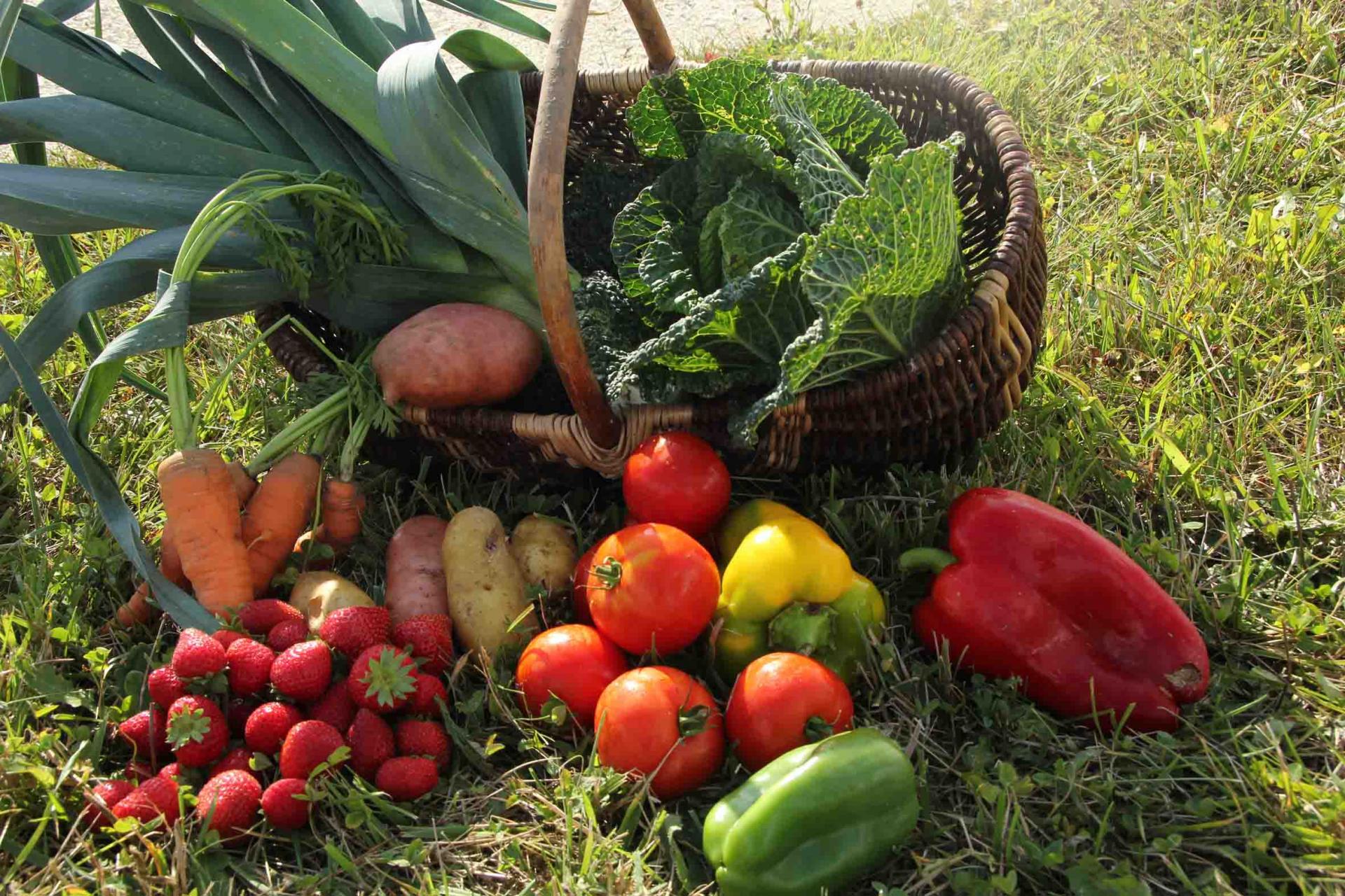 Photo legumes 2